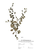 藏品(臺北附地草)的圖片